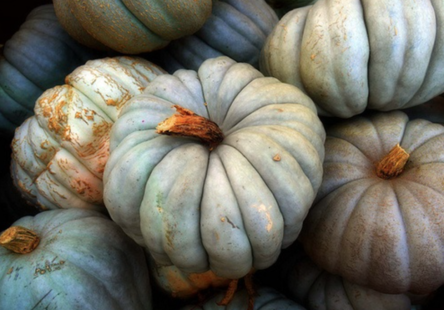 Cinderella Pumpkins 